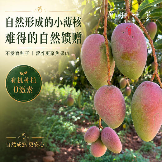 云南干热河谷有机芒果（基地直发-顺丰快递）| 现发小贵妃芒果，来自云南楚雄生产者：庄代康【合作生产，公平贸易】 商品图10