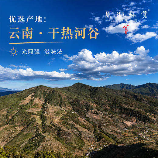云南干热河谷有机芒果（基地直发-顺丰快递）| 现发小贵妃芒果，来自云南楚雄生产者：庄代康【合作生产，公平贸易】 商品图14