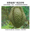 金枕当季鲜果！【科技筛果 颗颗报恩 树熟金枕 泰国进口】市舶士 泰国金枕鲜果榴莲（保5房） 商品缩略图1