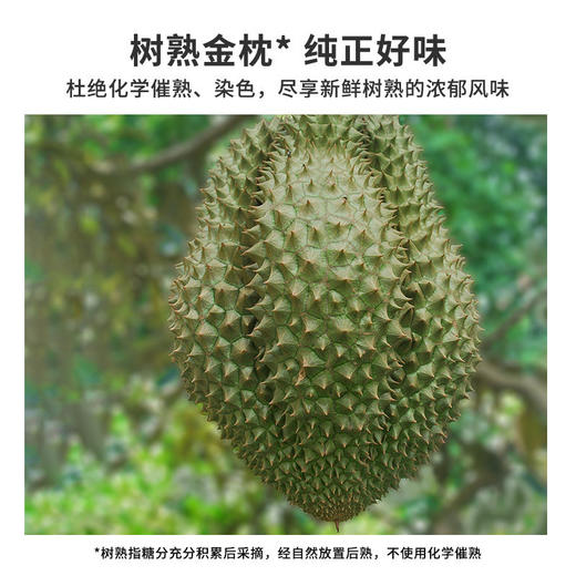 金枕当季鲜果！【科技筛果 颗颗报恩 树熟金枕 泰国进口】市舶士 泰国金枕鲜果榴莲（保5房） 商品图1