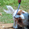 宠物玩具 | V-PET 我爱吃蔬菜 狗狗耐咬毛绒玩具 商品缩略图3