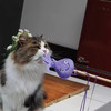 宠物玩具 | V-PET 老鼠叫猫薄荷球逗猫棒 猫猫猫咪玩具 商品缩略图2