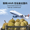 黑刺当季鲜果！【科技筛果 颗颗报恩】【自然树熟 马来空运国内】市舶士 黑刺鲜果榴莲（保5房） 商品缩略图2