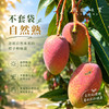 云南干热河谷有机芒果（基地直发-顺丰快递）| 现发小贵妃芒果，来自云南楚雄生产者：庄代康【合作生产，公平贸易】 商品缩略图13