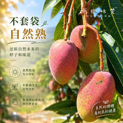 云南干热河谷有机芒果（基地直发-顺丰快递）| 现发小贵妃芒果，来自云南楚雄生产者：庄代康【合作生产，公平贸易】 商品图13