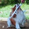 宠物玩具 | V-PET 我爱吃蔬菜 狗狗耐咬毛绒玩具 商品缩略图1