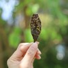 【虫咬白茶】2023年荒野虫眼白茶，茶农们特意留下这些“虫眼茶”完全没有农药！天然健康！自带高甜度和醇厚感～  0610 商品缩略图2
