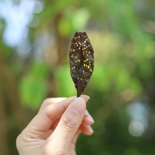 【虫咬白茶】2023年荒野虫眼白茶，茶农们特意留下这些“虫眼茶”完全没有农药！天然健康！自带高甜度和醇厚感～  0610 商品图2