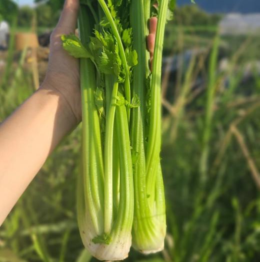 高原有机蔬菜系列丨去叶切头西芹/羽衣甘蓝，放心菜，新鲜到家，⭐️顺丰快递 商品图1