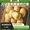 高原有机蔬菜系列丨娃娃菜/土豆/洋葱/紫甘蓝/有机红甜菜根/有机云南小黄姜（老姜），放心菜，新鲜到家，⭐️顺丰快递 商品缩略图0