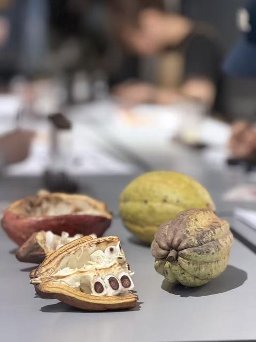 可可品鉴师 初级认证课程 ｜ CFCA专业课程- 上海-9月28-30日 商品图1