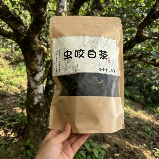 【虫咬白茶】2023年荒野虫眼白茶，茶农们特意留下这些“虫眼茶”完全没有农药！天然健康！自带高甜度和醇厚感～  0610 商品图3