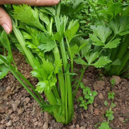 高原有机蔬菜系列丨去叶切头西芹/羽衣甘蓝，放心菜，新鲜到家，⭐️顺丰快递 商品图2