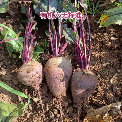 高原有机蔬菜系列丨娃娃菜/土豆/洋葱/紫甘蓝/有机红甜菜根/有机云南小黄姜（老姜），放心菜，新鲜到家，⭐️顺丰快递 商品图3
