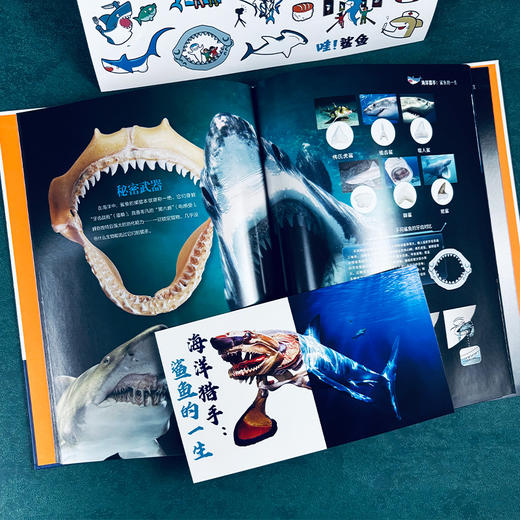 海洋猎手：鲨鱼的一生 商品图4