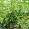 生态青椒/二荆条辣椒/牛角椒（农场直发-顺丰包邮）｜ 成都郫都区基地【原乡农场，自产自销】 商品缩略图1