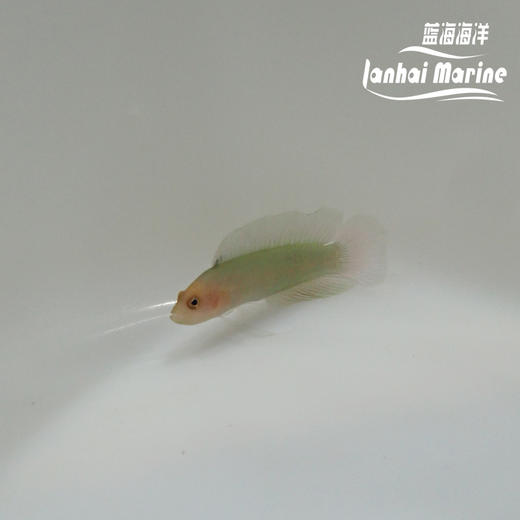 红头草莓 商品图5