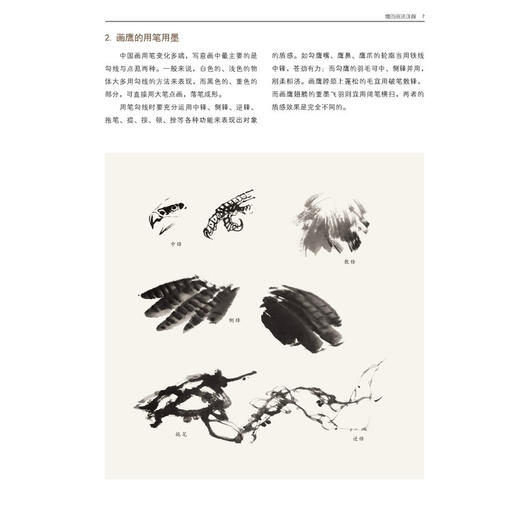 鹰的画法详解 商品图2