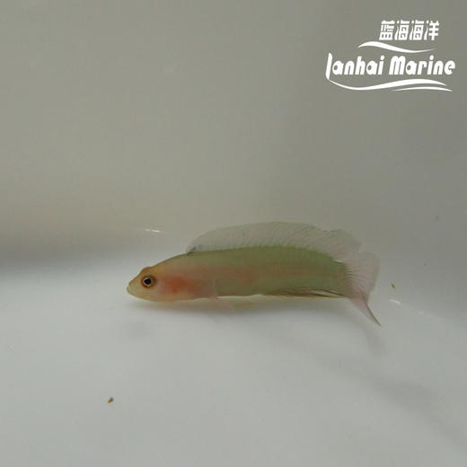 红头草莓 商品图8