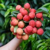 【即将结束❗️】极客荔枝（御金球）丨果肉嫩如果冻，甜度很高，蜜香味十足，口感特别的香醇，带软枝发货。⭐️顺丰空运 商品缩略图2