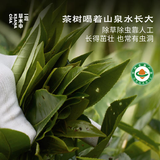 有机乌龙·漳州河·漳平水仙 | 进阶原叶系列 | 50g原叶 | 乌龙茶类 商品图2
