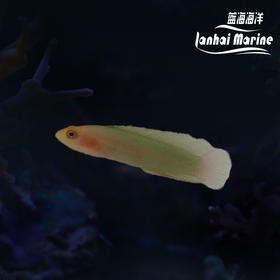 红头草莓