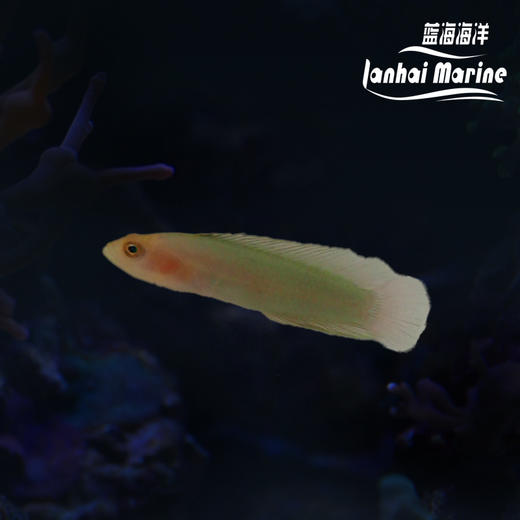 红头草莓 商品图0