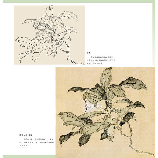 居巢.居廉花鸟鱼虫画谱 商品图1