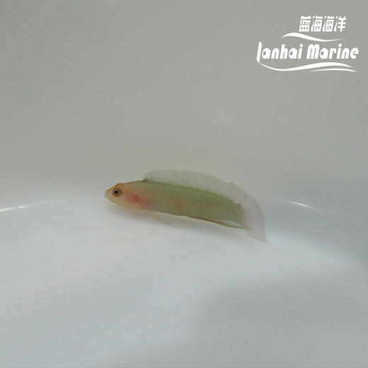 红头草莓 商品图2