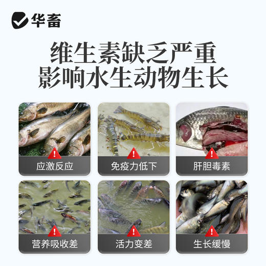 华畜水产电解多维10kg抗应激活性高 吸收好 商品图1