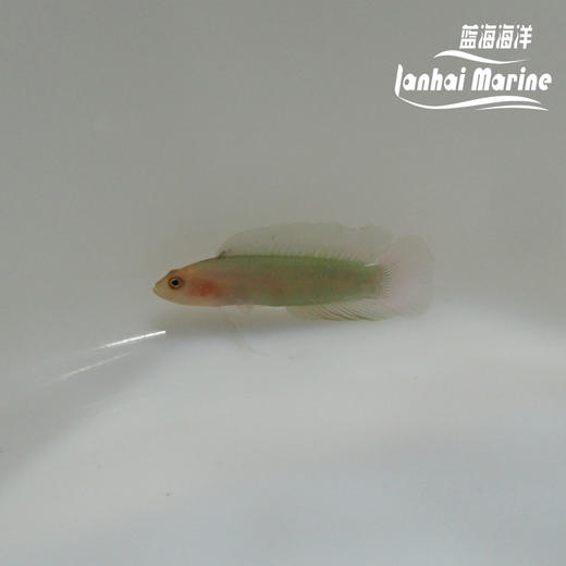 红头草莓 商品图4