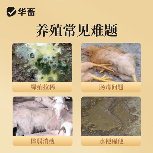 华畜 肠舒200g 涩肠止泻健胃消食 抗菌抗病毒 禽畜通用 商品图1