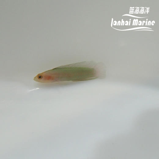 红头草莓 商品图3