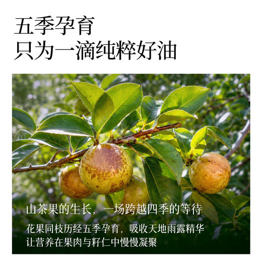 全食物日记 巴马有机山茶油 3L 商品图1