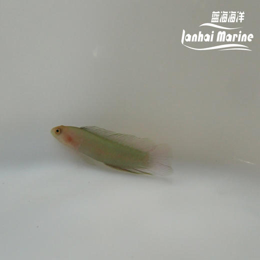 红头草莓 商品图6