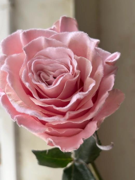 厄瓜多尔进口染色玫瑰花velvet rose gold玫瑰金丝绒粉天鹅绒10支 商品图3