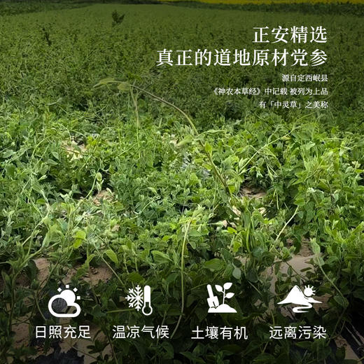 正安 甘肃岷县党参 三年秋季采挖优质原材 自然晾晒手选鲜切拒绝熏硫 倦怠血气口渴疲惫体弱月经 家庭汤料女性茶饮办公室 党参段250g/罐 商品图5