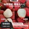 【预售】极客荔枝（仙香糯+仙进奉）丨仙香糯荔枝口感细腻、软糯柔嫩，肉质厚实；仙进奉荔枝，肉厚多汁，风味层次丰富，果肉嫩滑。到货冷藏3小时后再吃，带软枝发货，介意慎拍⭐️顺丰空运 商品缩略图0