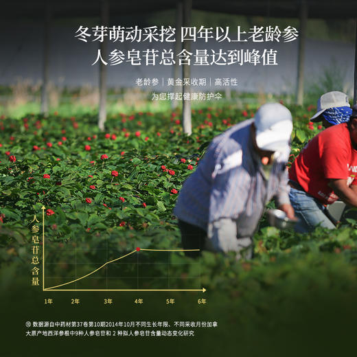 正安 加拿大进口西洋参  采挖4年老龄参低温烘干营养足 参味醇正优质原材 气盈清润小干人干驱走干燥内热 泡水煲汤商务长辈礼品 西洋参100g/罐 商品图6