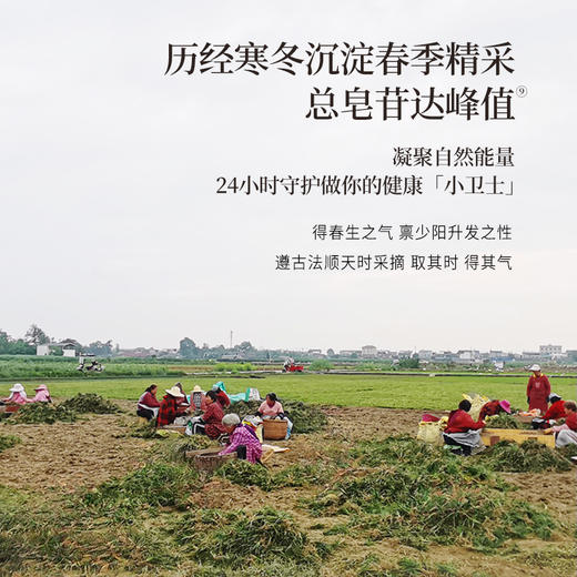 正安 四川绵阳麦冬 润而不滞 身体干喉咙不舒服适用 足年春季采挖 颗颗有芯个大肉厚 优质原材 色泽自然口感清香 180g/罐 商品图8