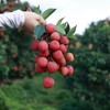 【预售】极客荔枝（仙香糯+仙进奉）丨仙香糯荔枝口感细腻、软糯柔嫩，肉质厚实；仙进奉荔枝，肉厚多汁，风味层次丰富，果肉嫩滑。到货冷藏3小时后再吃，带软枝发货，介意慎拍⭐️顺丰空运 商品缩略图4