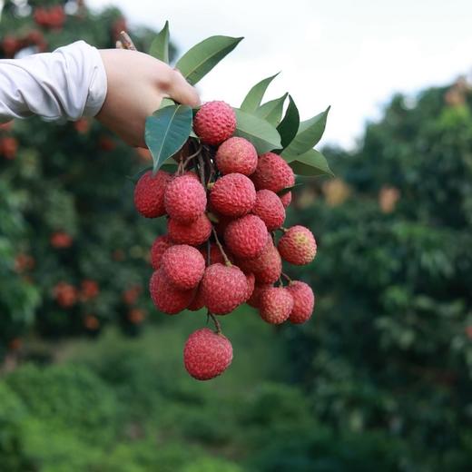 【预售】极客荔枝（仙香糯+仙进奉）丨仙香糯荔枝口感细腻、软糯柔嫩，肉质厚实；仙进奉荔枝，肉厚多汁，风味层次丰富，果肉嫩滑。到货冷藏3小时后再吃，带软枝发货，介意慎拍⭐️顺丰空运 商品图4