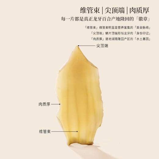 正安 湖南隆回龙牙百合  参考中国药典标准牙瓣大肉厚 优质原材 甘平下火降燥温养口感粉糯清甜 滋润秋冬煲汤食材家庭糖水百合地黄汤 特大片百合150g/罐 商品图5