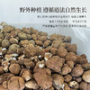正安 云南普洱茯苓 赶跑湿气 煲汤煮茶 家庭汤料常备 夏季采挖优质原材 颗粒饱满均匀切丁 原味清香口感软糯 300g/罐 商品缩略图9