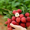 【预售】极客荔枝（仙香糯+仙进奉）丨仙香糯荔枝口感细腻、软糯柔嫩，肉质厚实；仙进奉荔枝，肉厚多汁，风味层次丰富，果肉嫩滑。到货冷藏3小时后再吃，带软枝发货，介意慎拍⭐️顺丰空运 商品缩略图11