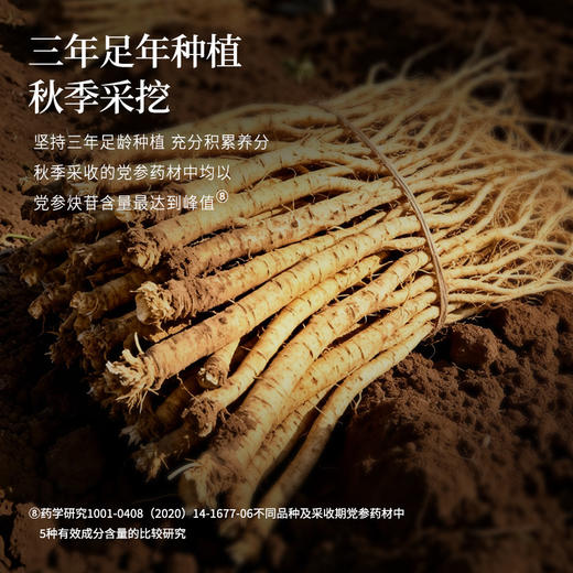 正安 甘肃岷县党参 三年秋季采挖优质原材 自然晾晒手选鲜切拒绝熏硫 倦怠血气口渴疲惫体弱月经 家庭汤料女性茶饮办公室 党参段250g/罐 商品图8