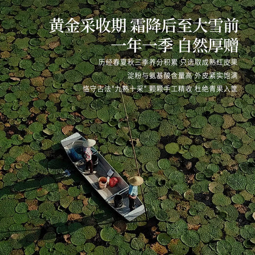 正安 肇庆红皮芡实 粒大饱满粉糯清香优质原材 脾胃湿气汤方办公室茶饮芡实米煲汤食材家庭粥羹 芡实400g/罐 商品图10