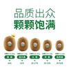 佳沛绿奇异果36六粒装 商品缩略图5