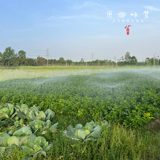 【下单满90元送1斤青茄/白茄】自选生态蔬菜箱（农场直发-顺丰快递）| 多种规格，来自成都郫都区【原乡农场，自产自销】 商品图13