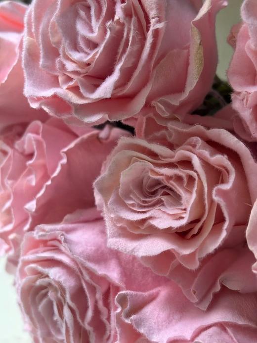 厄瓜多尔进口染色玫瑰花velvet rose gold玫瑰金丝绒粉天鹅绒10支 商品图6